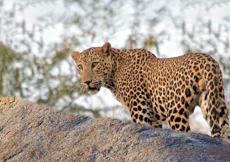 Jawai Leopard Safari Bookings & Tour Packages