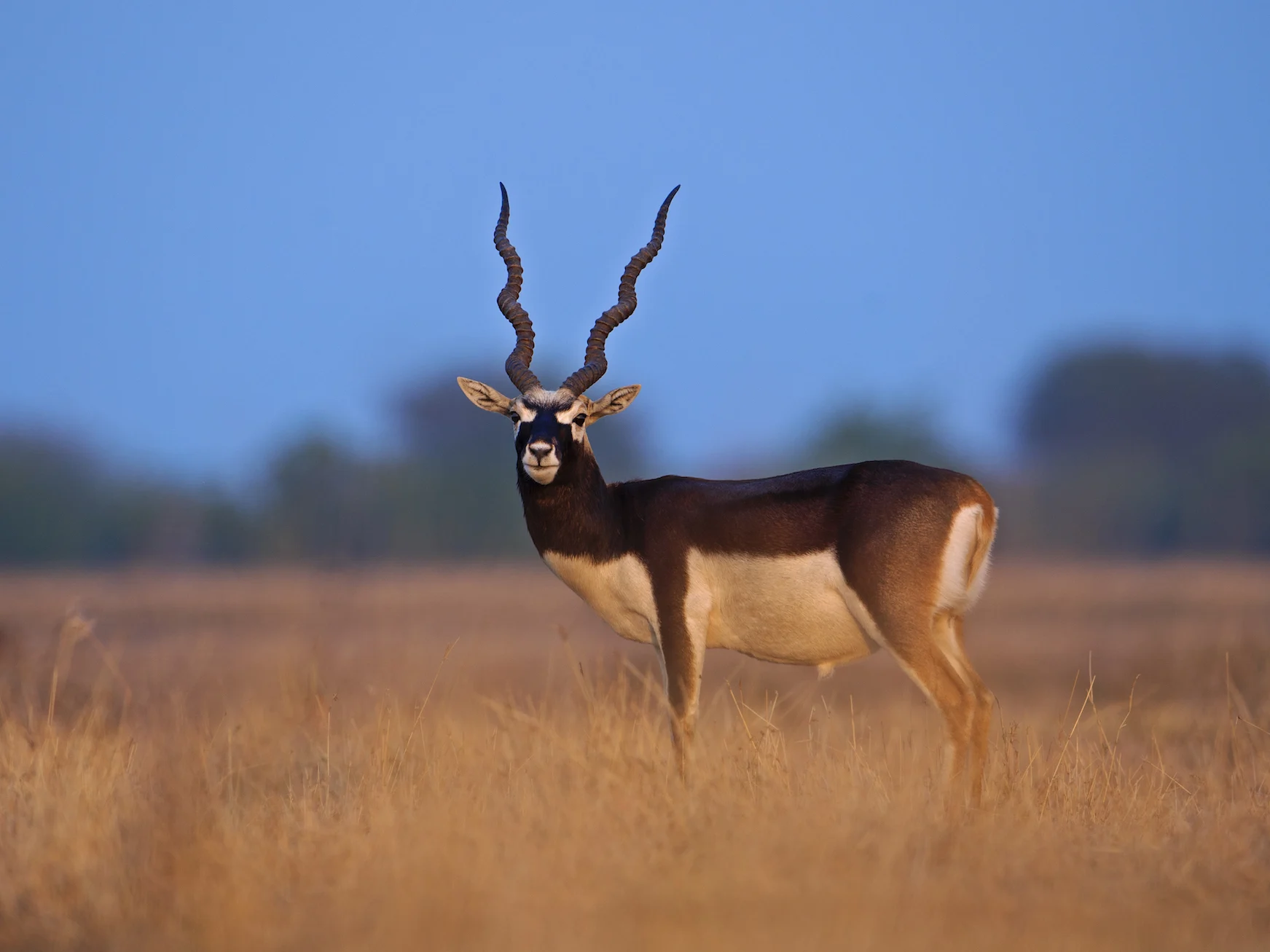 Tal Chappar Blackbuck Safari Bookings & Tour Packages