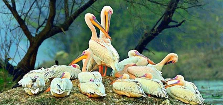 Keoladeo Bharatpur Birds Park Safari Booking & Tour Packages