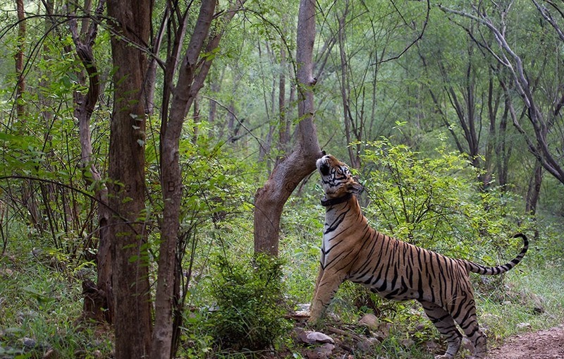 Sariska Tiger Reserve Bookings & Tour Packages