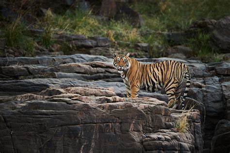 2 Days: Ranthambore Safari Tour from Jaipur with Delhi Drop
