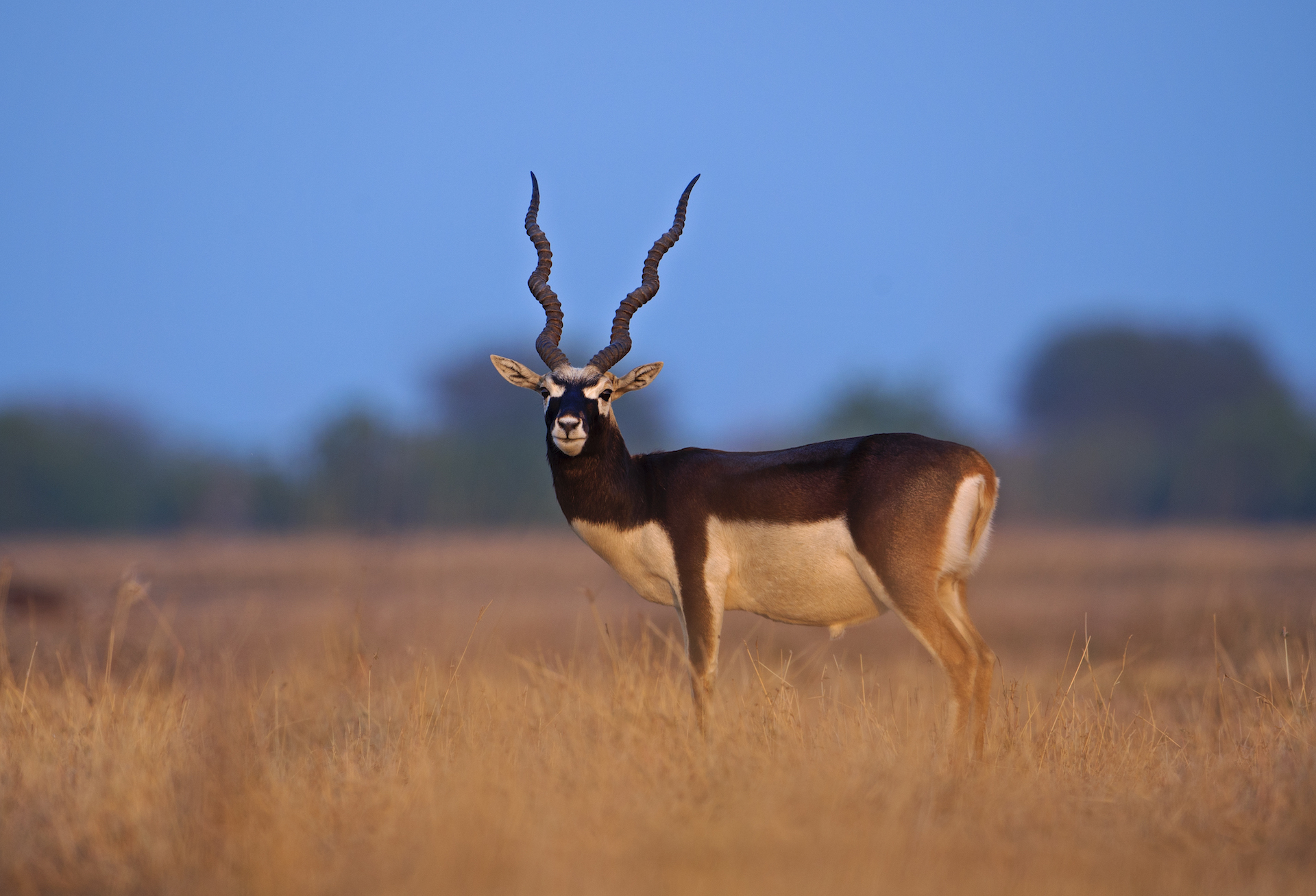 Kuno, Ranthambore, Jhalana & Tal Chhapar Safari Tour - 5 Days