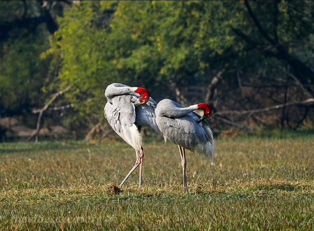 Bharatpur Birds Tour From Agra With Ranthambore Drop - 1 Day