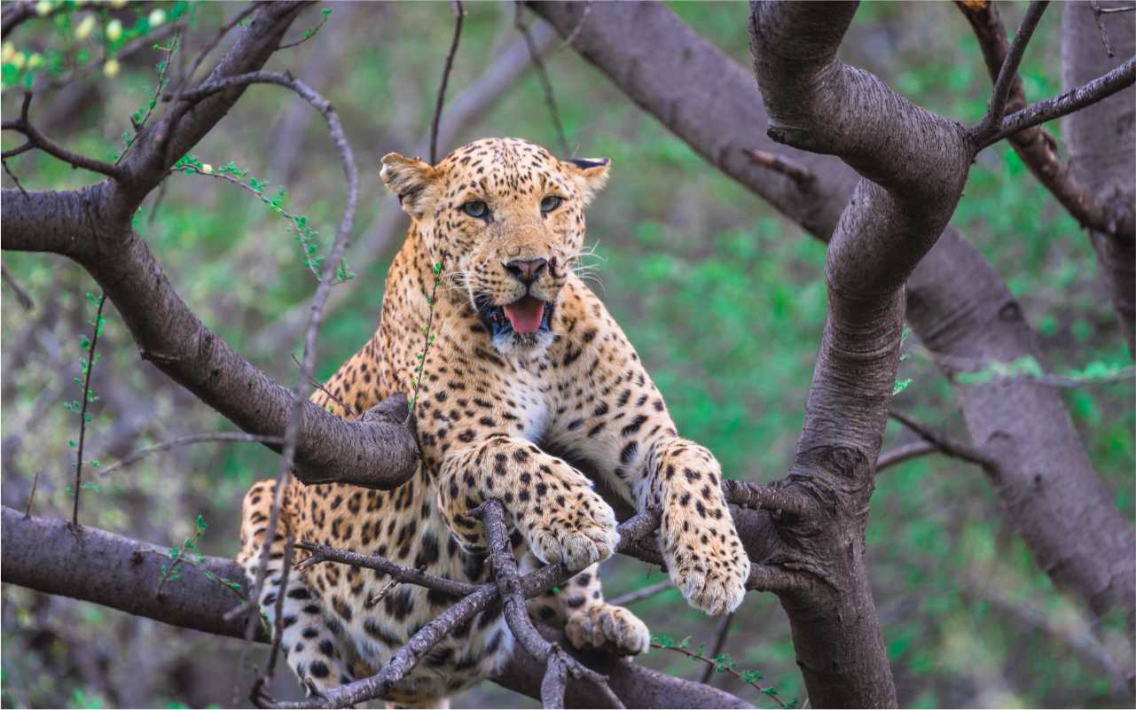 Jawai Leopard Safari From Jodhpur - 2 Days