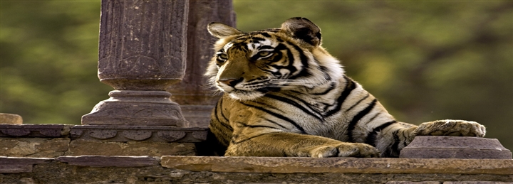 Mount Abu, Udaipur & Ranthambore Safari Tour - 6 Days