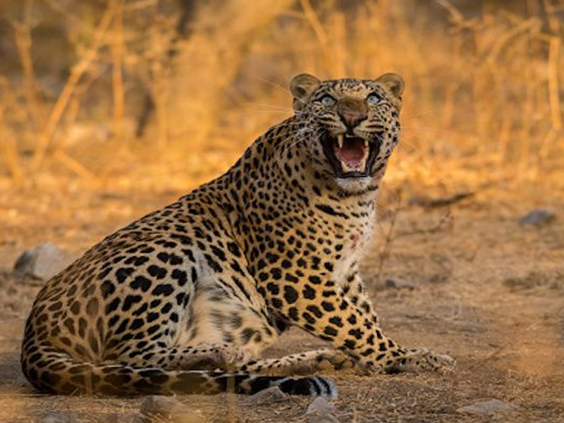 Jawai Leopard Safari From Udaipur - 2 Days