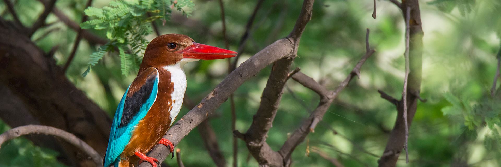 Ranthambore, Sariska & Bharatpur Birds Safari Tour - 4 Days