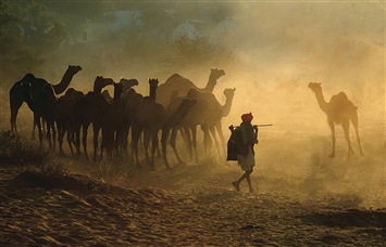 Ranthambore With Pushkar, Jodhpur & Jaisalmer Tour - 6 Days