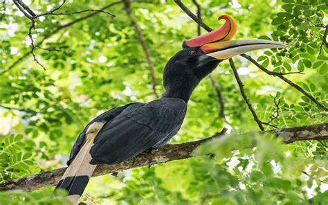 Bharatpur Birds Tour From Ranthambore With Agra - 1 Day