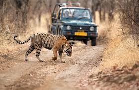 Kuno, Ranthambore, Jhalana, Bharatpur & Sariska Safari - 6 Days
