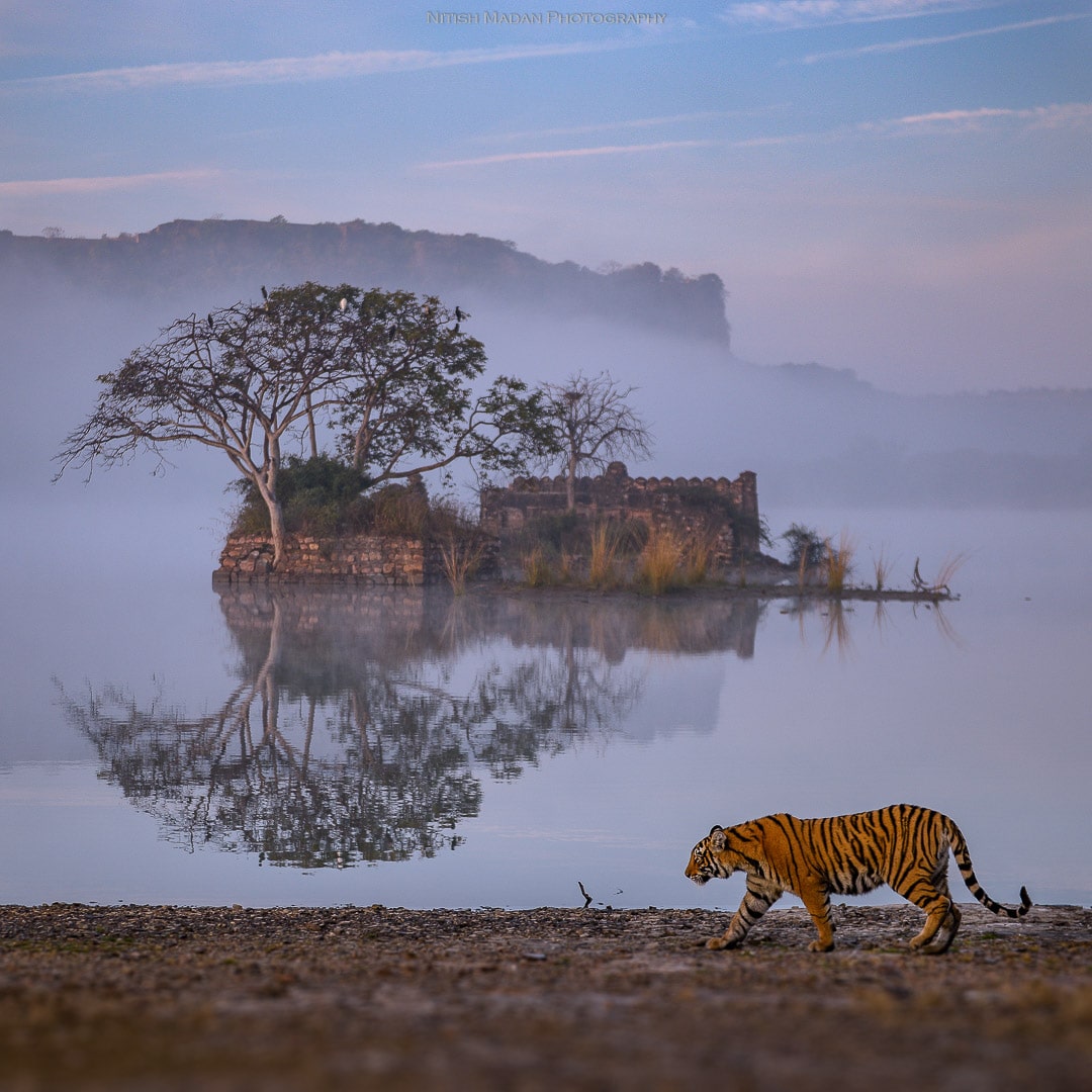 Kuno & Ranthambore Safari With Jaipur Drop - 3 Days