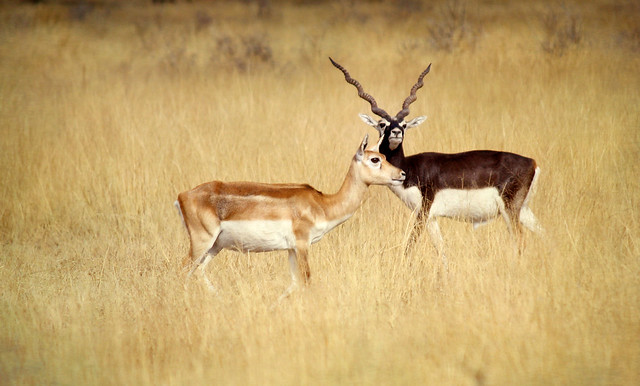 One Guided Black Buck Safari in Tal Chapar Churu - 1 Day