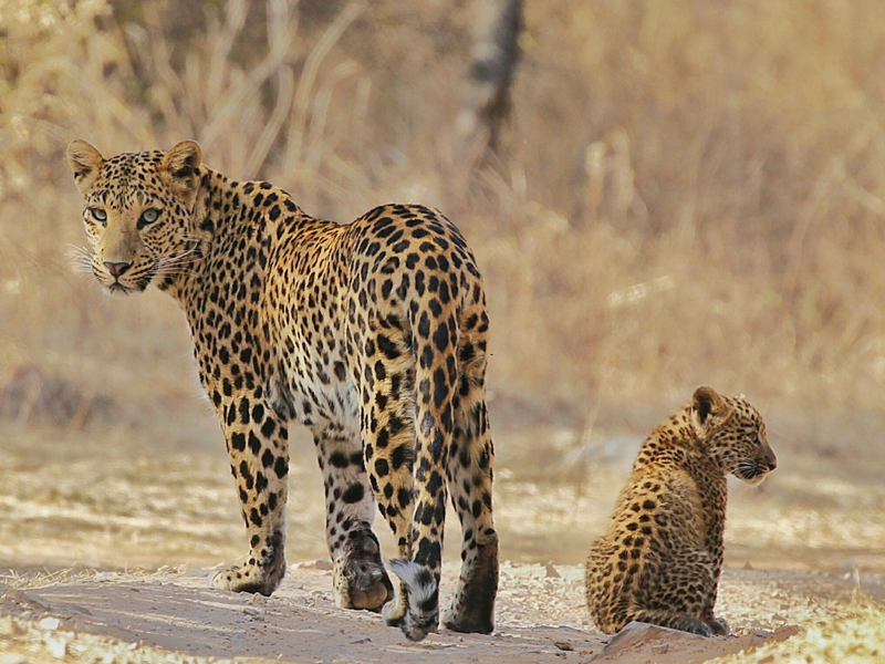 Jawai Safari From Udaipur With Jodhpur Drop - 2 Days
