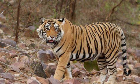 Morning & Noon - 2 Ranthambore Safari From Jaipur - 2 Days