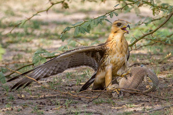 Tal Chapar Blacbuck Safari From Delhi With Jaipur Drop - 2 Days
