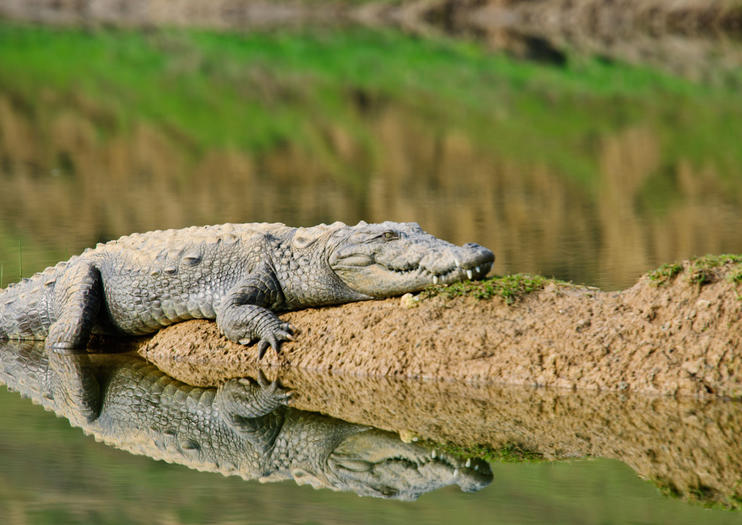 Ranthambore & Pali Ghat Gharial Safari From Jaipur - 3 Days