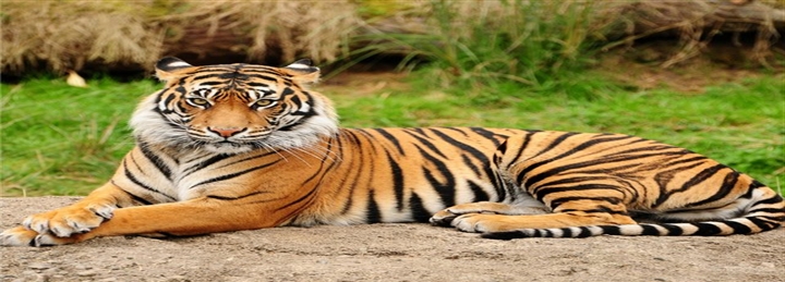 Jaipur, Ranthambore Safari & Taj Mahal Agra Tour - 5 Days
