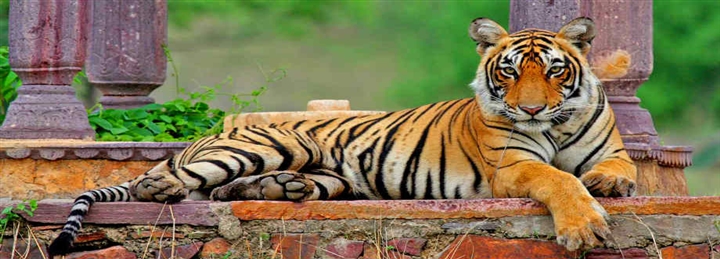 Tigers & Taj: India’s Golden Triangle With Safari Tour - 6 Days