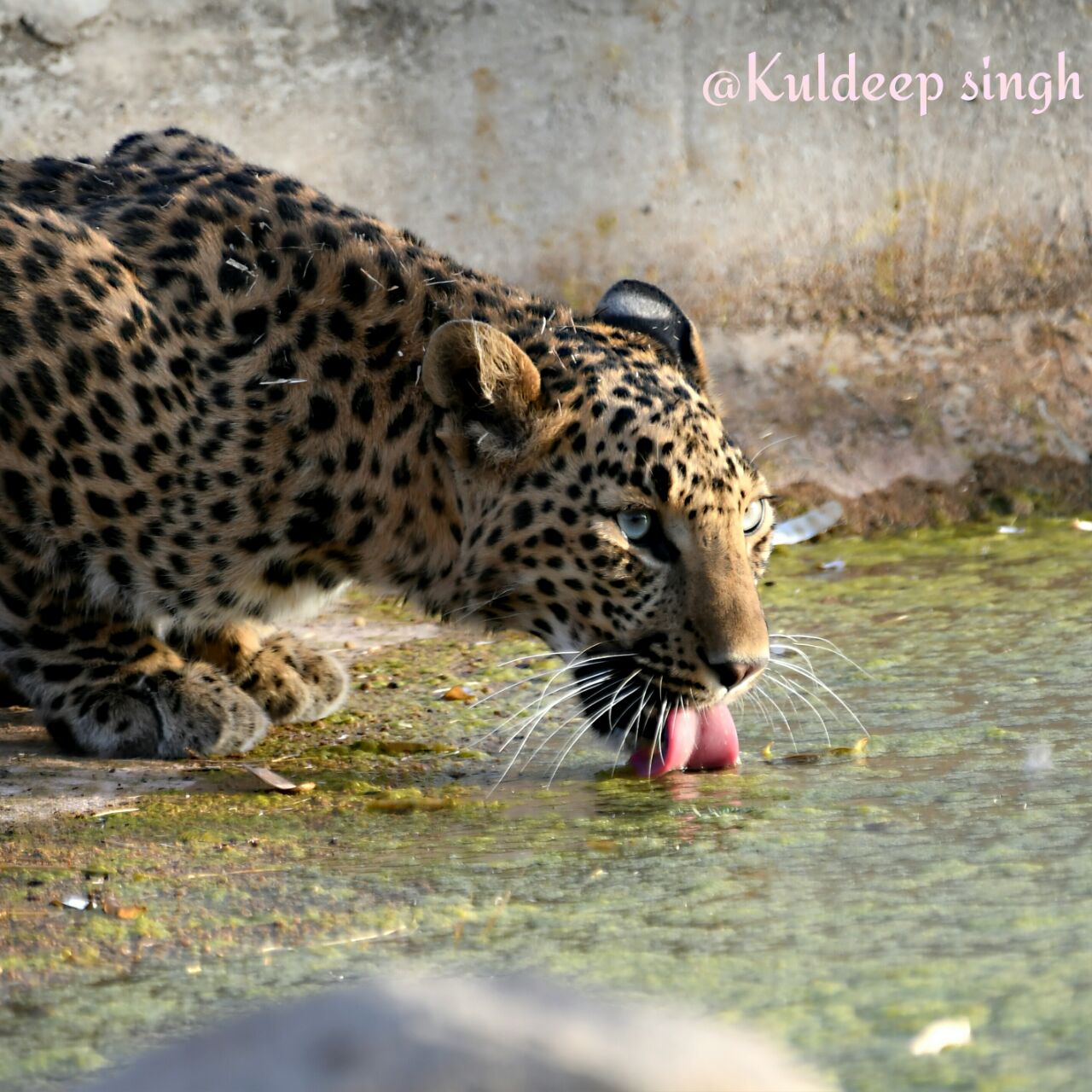 Exclusive Jhalana Leopard Safari Booking With Pick Up & Drop