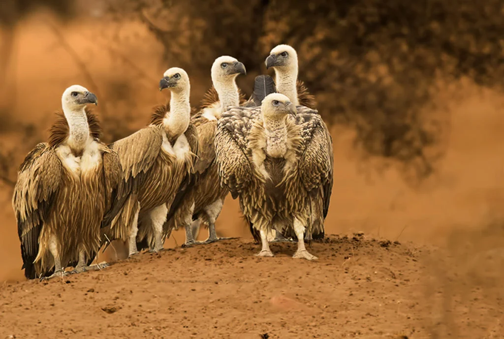 Jhalana, Ranthambore, Bharatpur, Tal Chhapar & Jorbeed - 7 Days