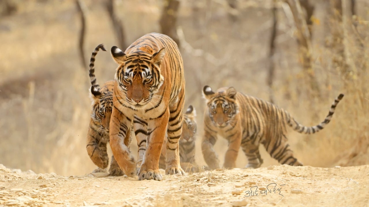 Jawai, Jhalana, Ranthambore & Sariska Safari Tour - 5 Days