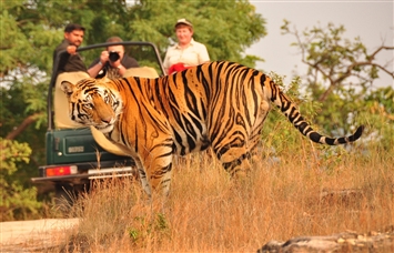 Ranthambore Safari (Only) Tour Booking - 1 Day
