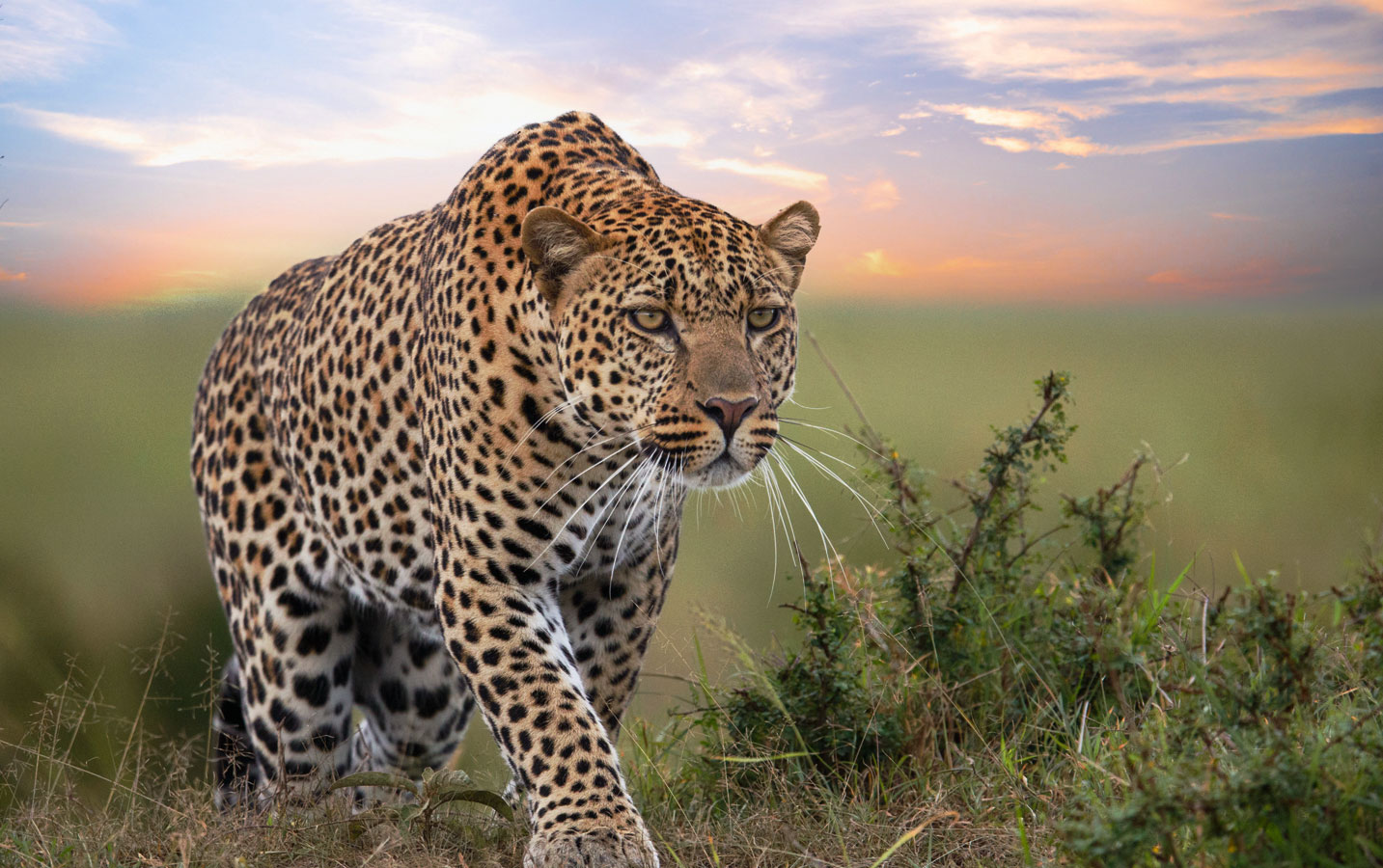 Jawai Safari From Jodhpur With Udaipur Drop - 2 Days