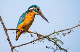 Bharatpur Tour From Ranthambore With Agra/Delhi Drop - 2 Days