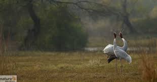 Jhalana Leopards & Bharatpur Birds Safari Tour - 3 Days