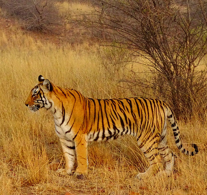 Kuno, Ranthambore, Jhalana, Sariska Safari Tour - 5 Days