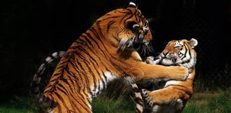 Sariska Tiger Safari From Jaipur/Delhi - 1 Day Tour