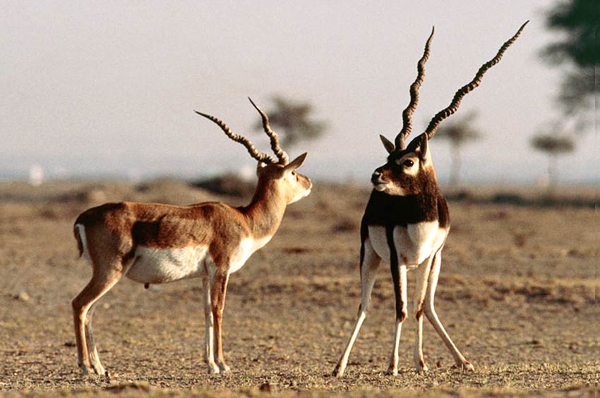 Tal Chapar & Camel Breeding Farm Tour From Jaipur - 3 Days