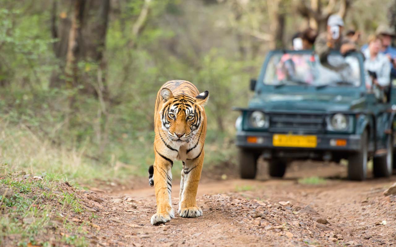 Jawai, Jhalana, Ranthambore Tiger Safari Tour - 4 Days