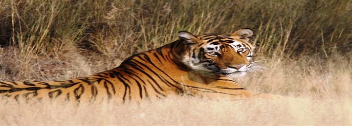 Guided Agra, Ranthambore, Jaipur & Delhi Tour - 6 Days