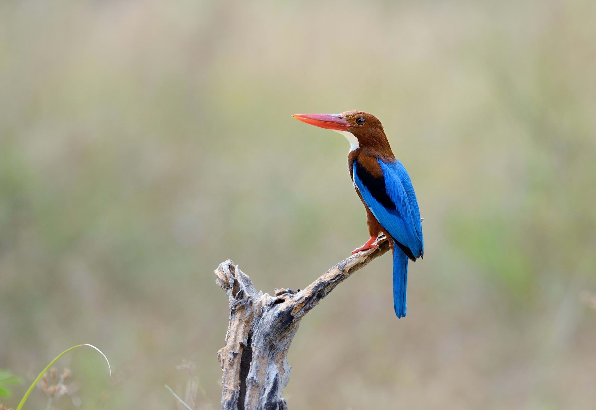 Jhalana Leopards & Bharatpur Birds Tour from Jaipur - 2 Days