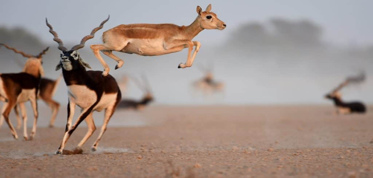 Tal Chapar Blackbuck Safari From Jaipur - 2 Days