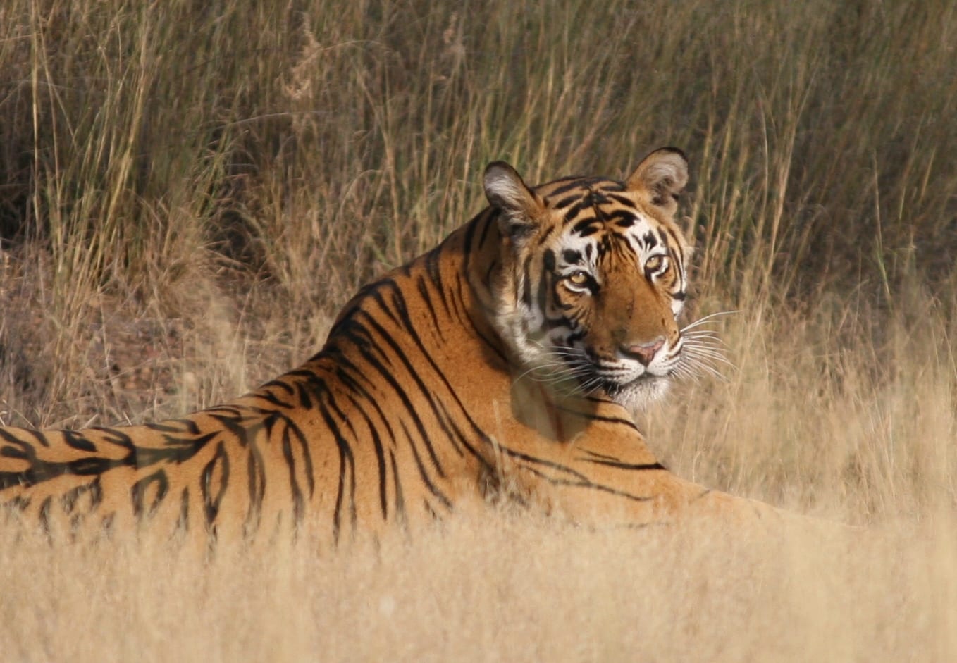 Kuno Cheetah & Ranthambore Tiger Safari Tour - 2 Days