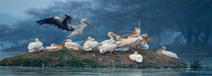 Golden Triangle With Bird's & Tiger Safari Tour - 8 Days