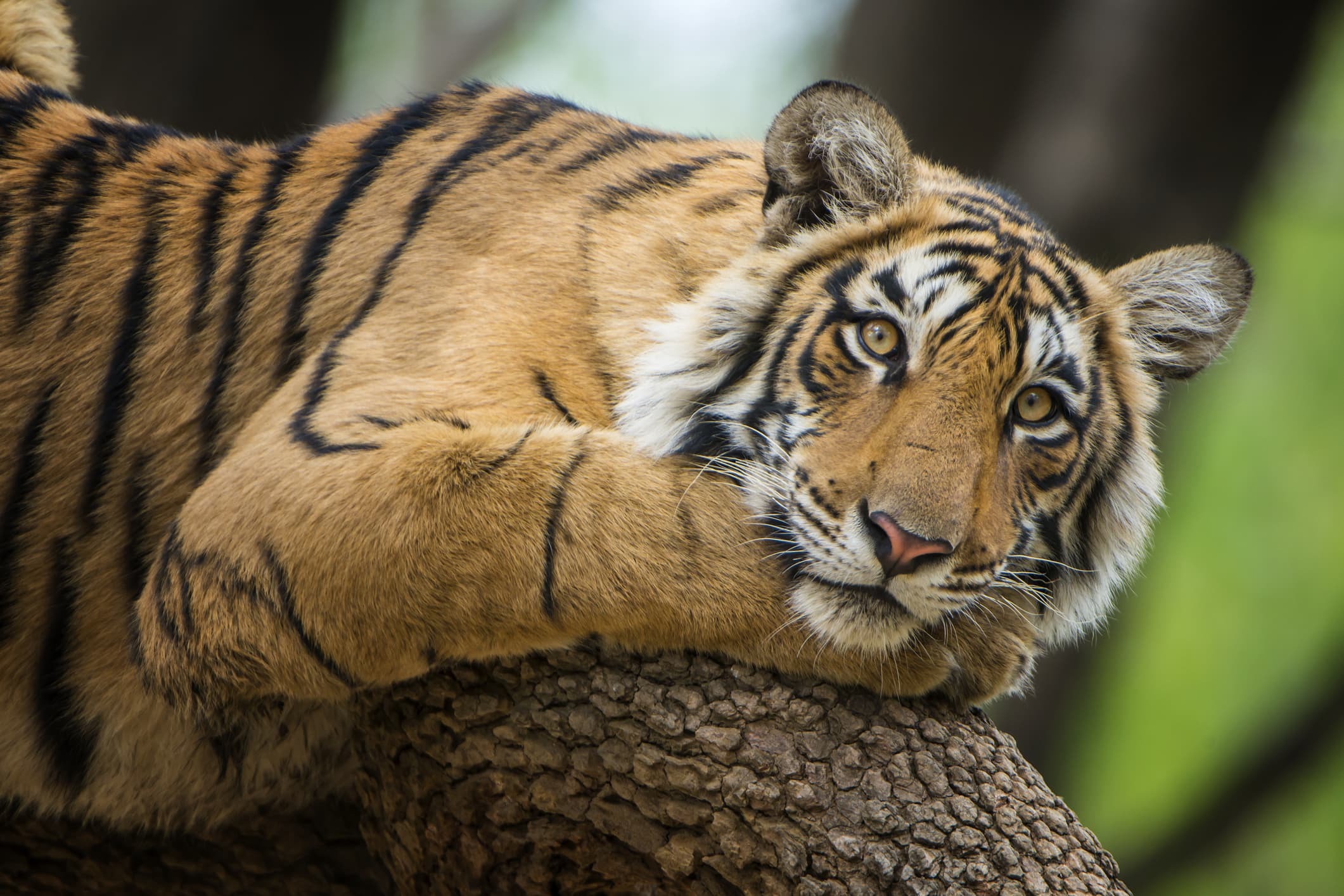 2 - Ranthambore Safari From Jaipur With Delhi Drop - 2 Days