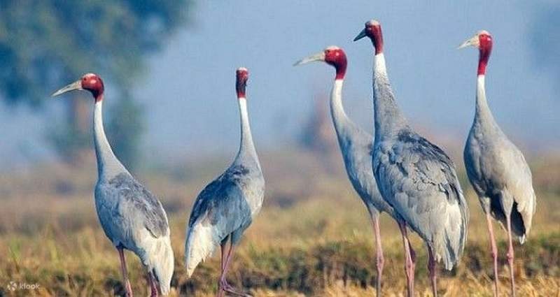 Jhalana, Ranthambore, Bharatpur & Sariska Safari Tour - 5 Days